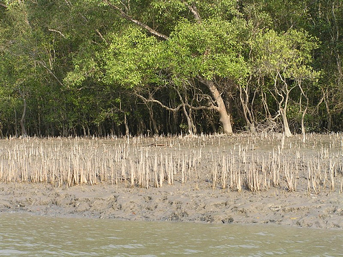 Sundarban Mangrove Forest